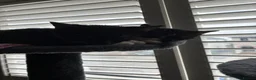 British Shorthair cats for sale: The Tuxedo Esquire, Sisters - Advert 5