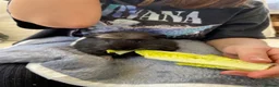 Guinea Pig rodents for sale: 2 lovely girl Guinea pigs  in Maidstone - Advert 6