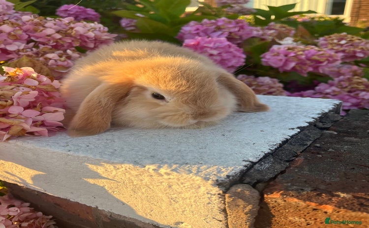Mini Lop rabbits - Advert 8