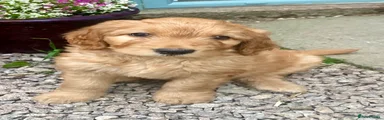 Labradoodle 3