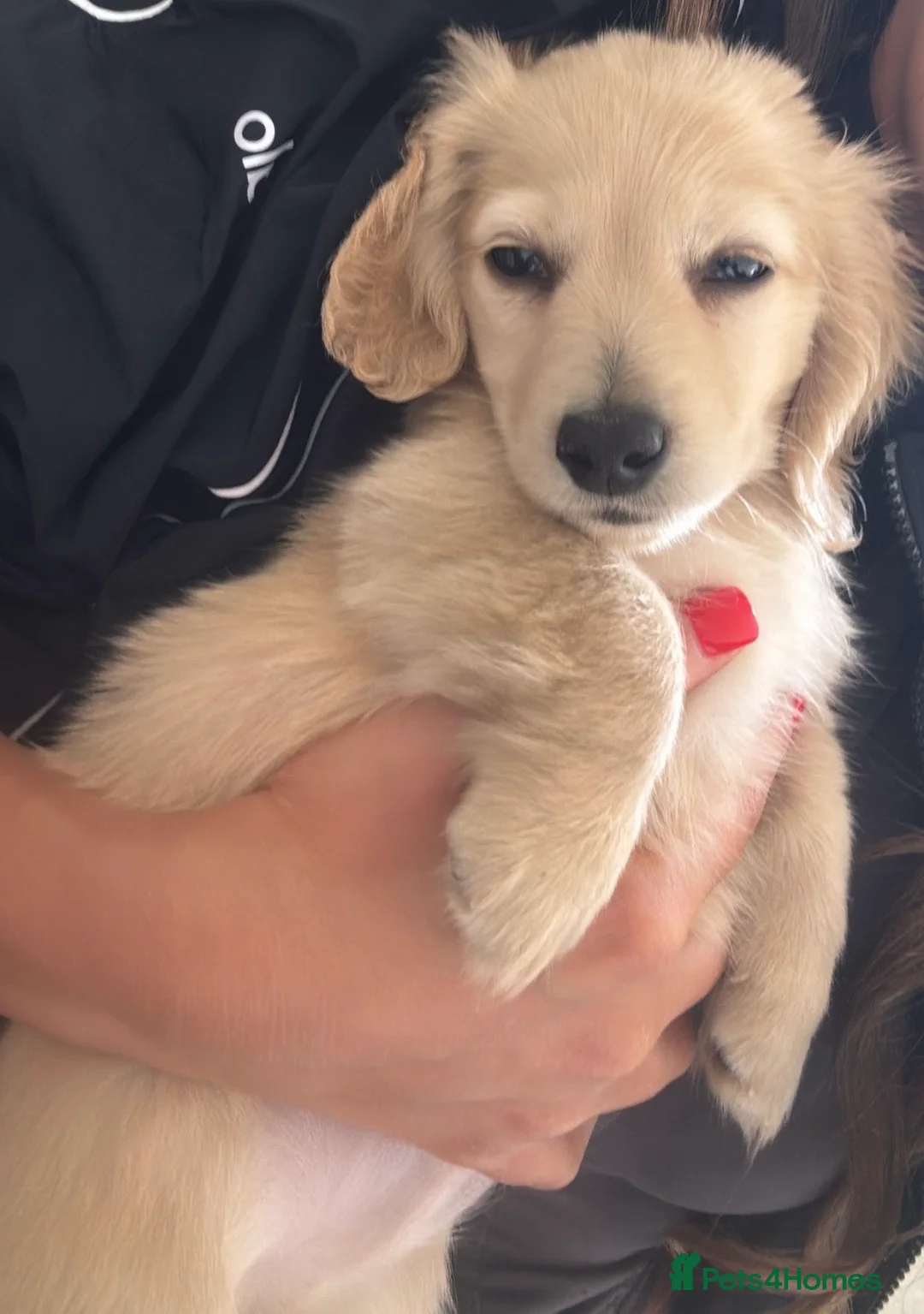Miniature Dachshund dogs for sale: Kennel club registered English cream puppies - Advert 2