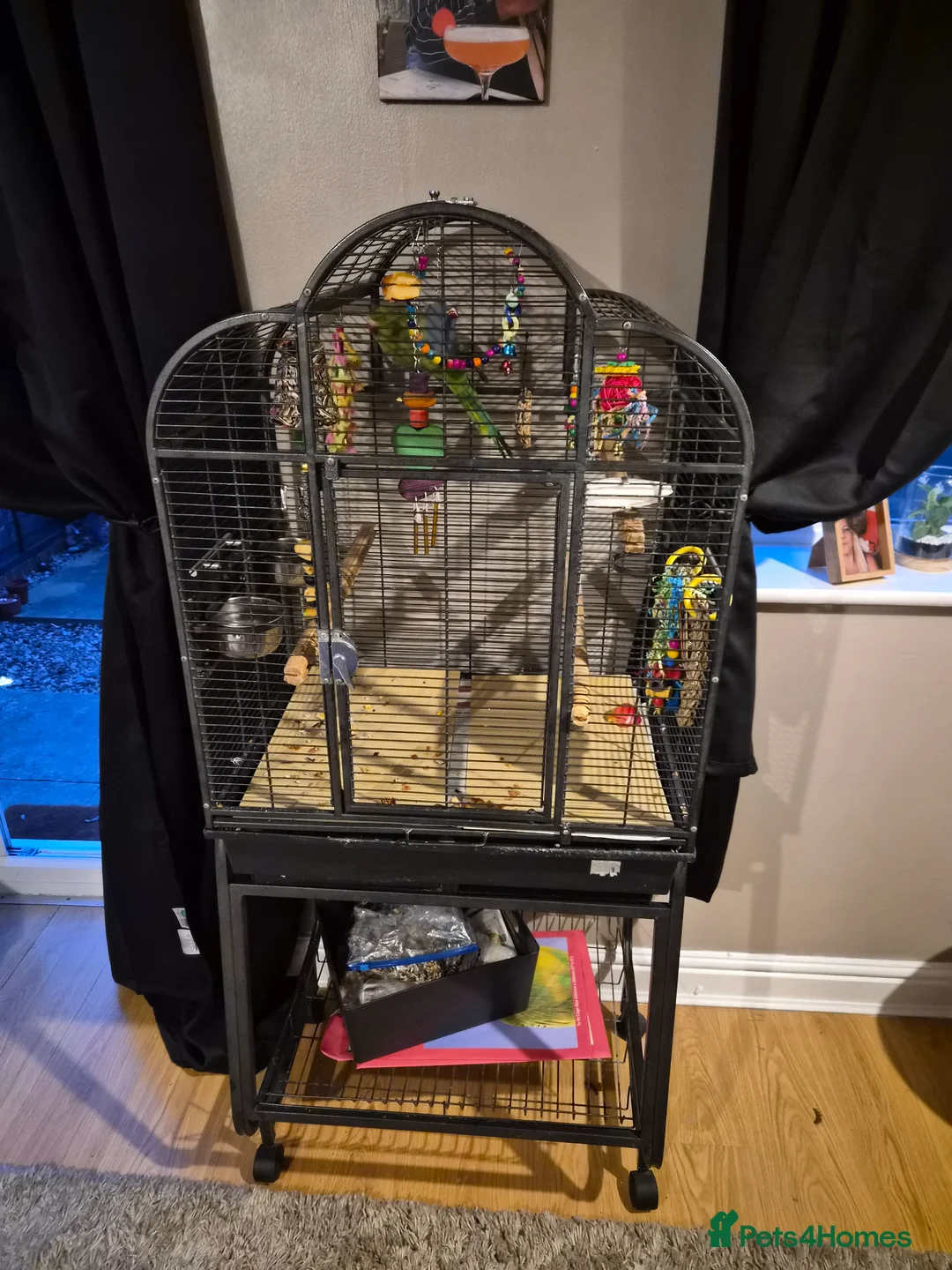 Parakeets birds for sale: Ringneck  in Brierley Hill - Advert 3