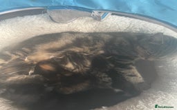 Bengal cats for sale: Part bengal kittens  - Image 18