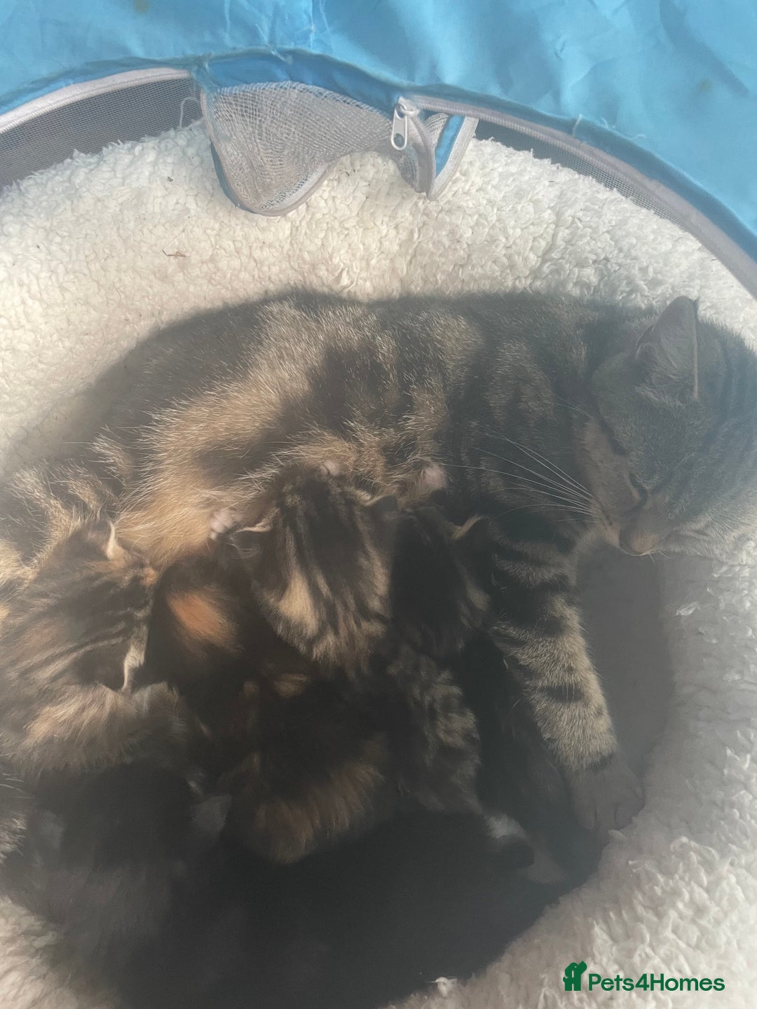 Bengal cats for sale: Part bengal kittens  - Image 18