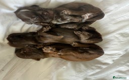 Shih Tzu dogs for sale: Adorable Shih Tzu puppies - Image 9