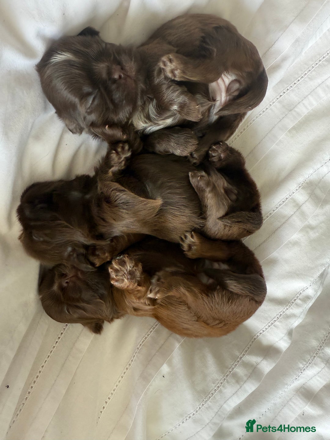 Shih Tzu dogs for sale: Adorable Shih Tzu puppies - Image 9