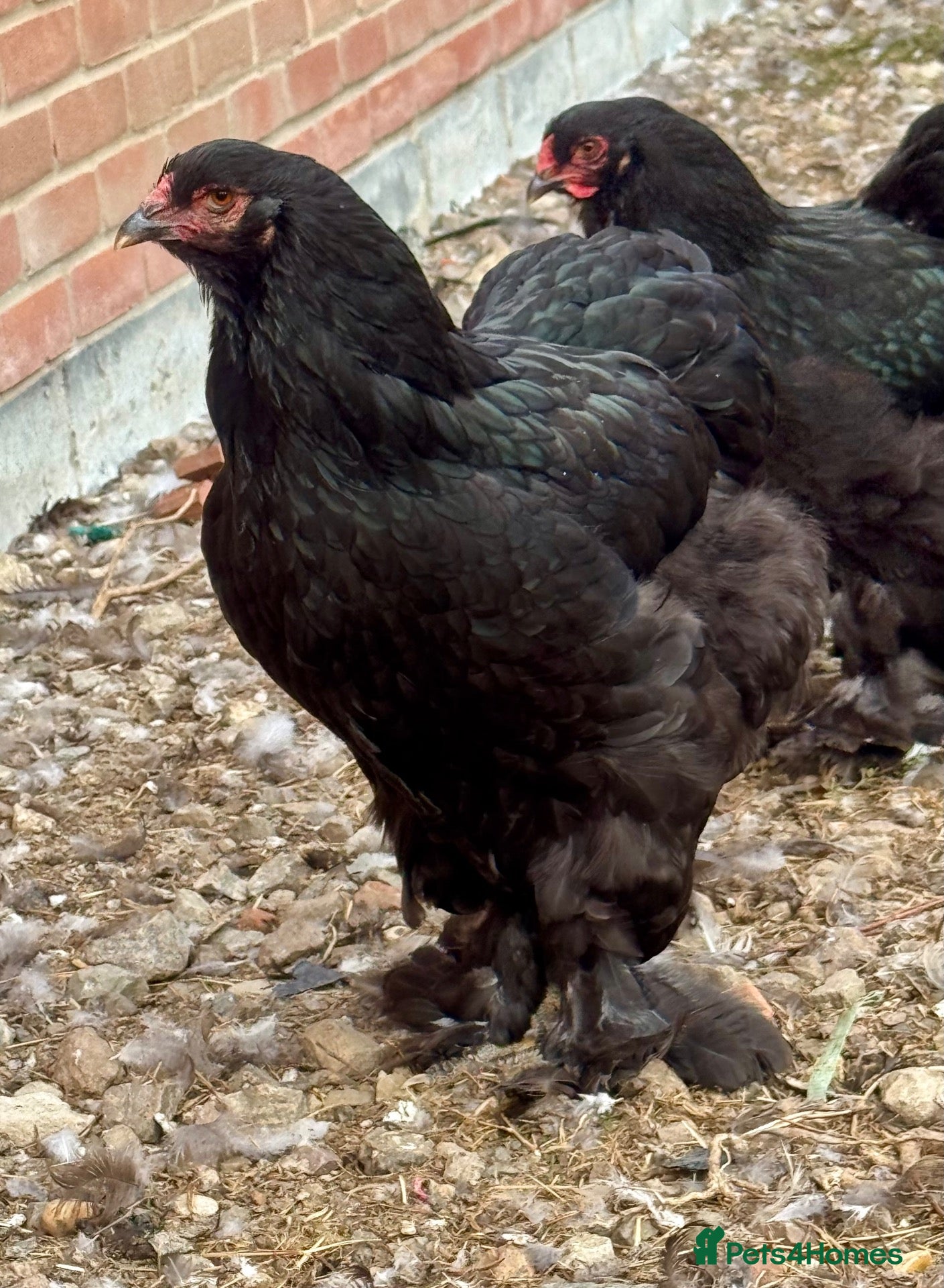 Hens poultry Large Brahma hens all 2026 healthy strong birds - Advert 1