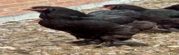 Hens poultry for sale: Large Brahma hens all 2026 healthy strong birds - Advert 1