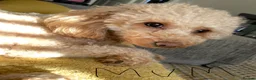 Cavapoo dogs for sale: Beautiful health tested cavapoos  - Advert 4