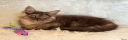 Maine Coon cats for sale: Maine coon kittens fluffy cuddly kittens - Advert 19