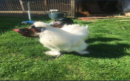 Chickens poultry for sale: Chicken - Image 1