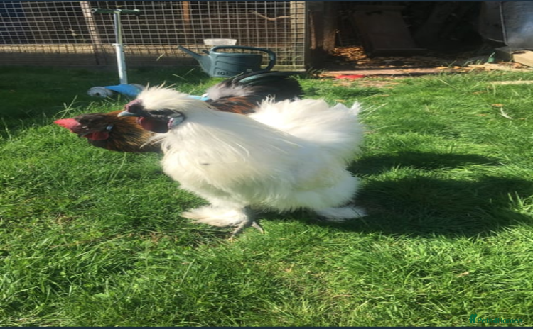 Chickens poultry - Advert 11