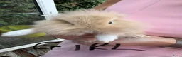 Lionhead rabbits for sale: Lop lionheads- ready now - Advert 7
