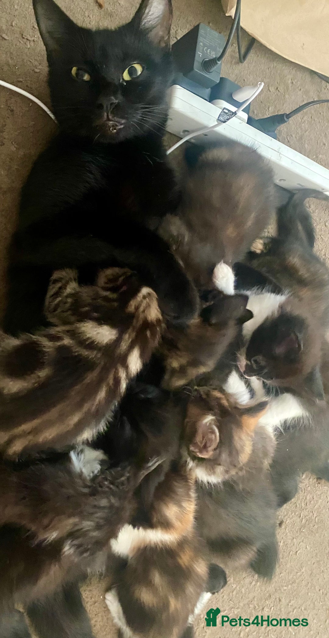 British Shorthair cats for sale: 4 little sweethearts - Image 6