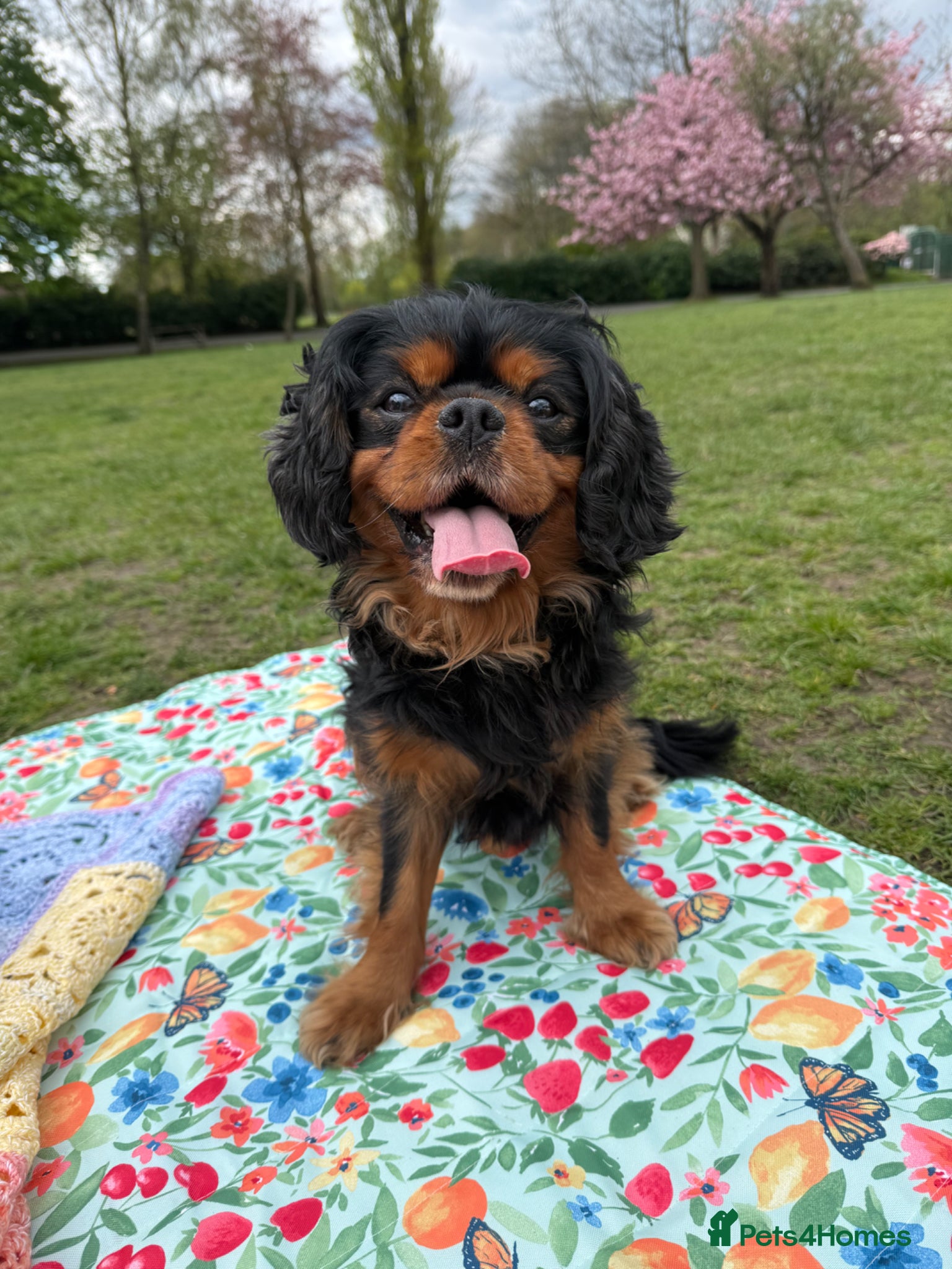 Cavalier King Charles Spaniel dogs King Charles for STUD - Advert 2