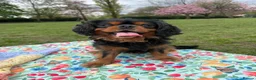 Cavalier King Charles Spaniel dogs for stud: King Charles for STUD in Manchester - Advert 1