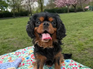 Cavalier King Charles Spaniel dogs King Charles for STUD - Advert 4