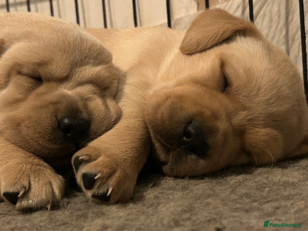 Labrador Retriever dogs for sale: KC registered Labrador boys for sale  - Advert 11