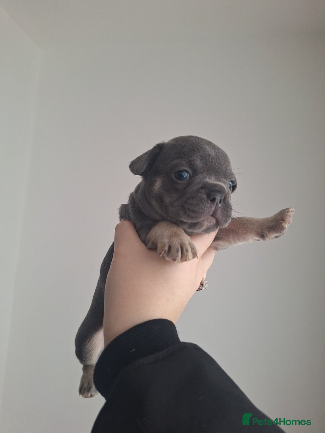 French Bulldog dogs for sale: French bulldog babies  - Advert 4
