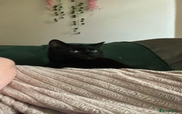 American Shorthair cats for sale: £0 Lovable cats for adoption to go in pairs - Image 3