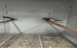 Finches birds for sale: Various Range Stunning Baby Finches  - Image 4