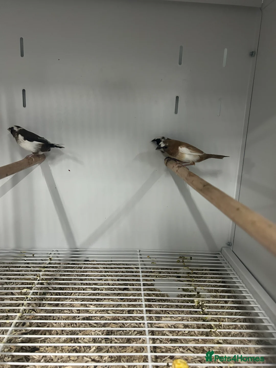 Finches birds for sale: Various Range Stunning Baby Finches  - Advert 4