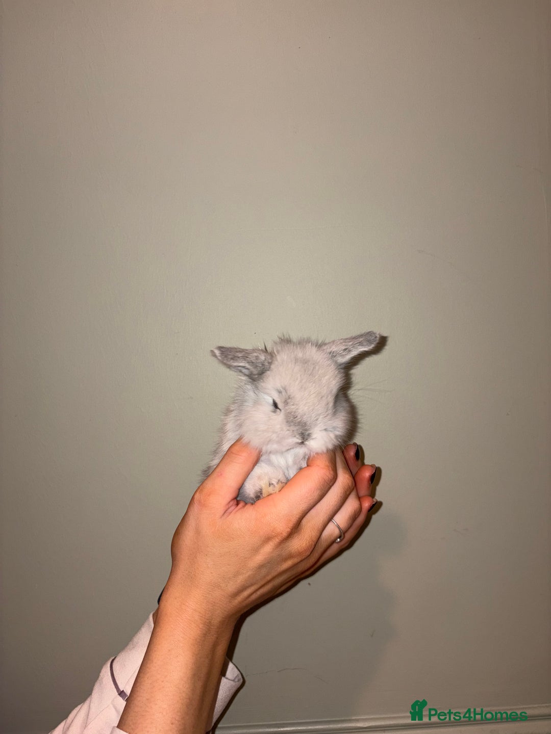 Mini Lop rabbits for sale: Mini lop bunnies  - Advert 2