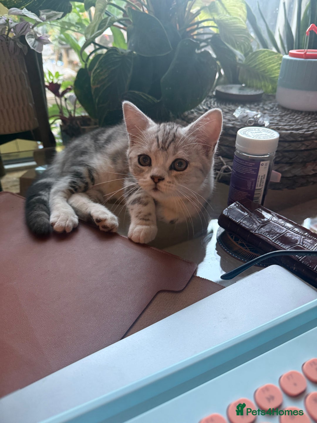 Persian cats for sale: Half Persian Beautiful Kittens  - Image 6