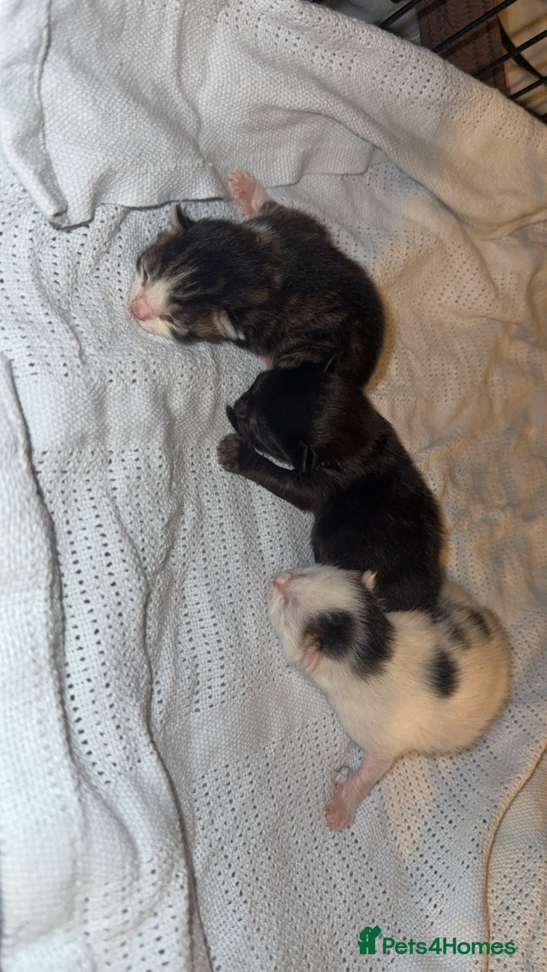 Domestic Shorthair cats for sale: 1 black, 1 tabby kitten - Image 6
