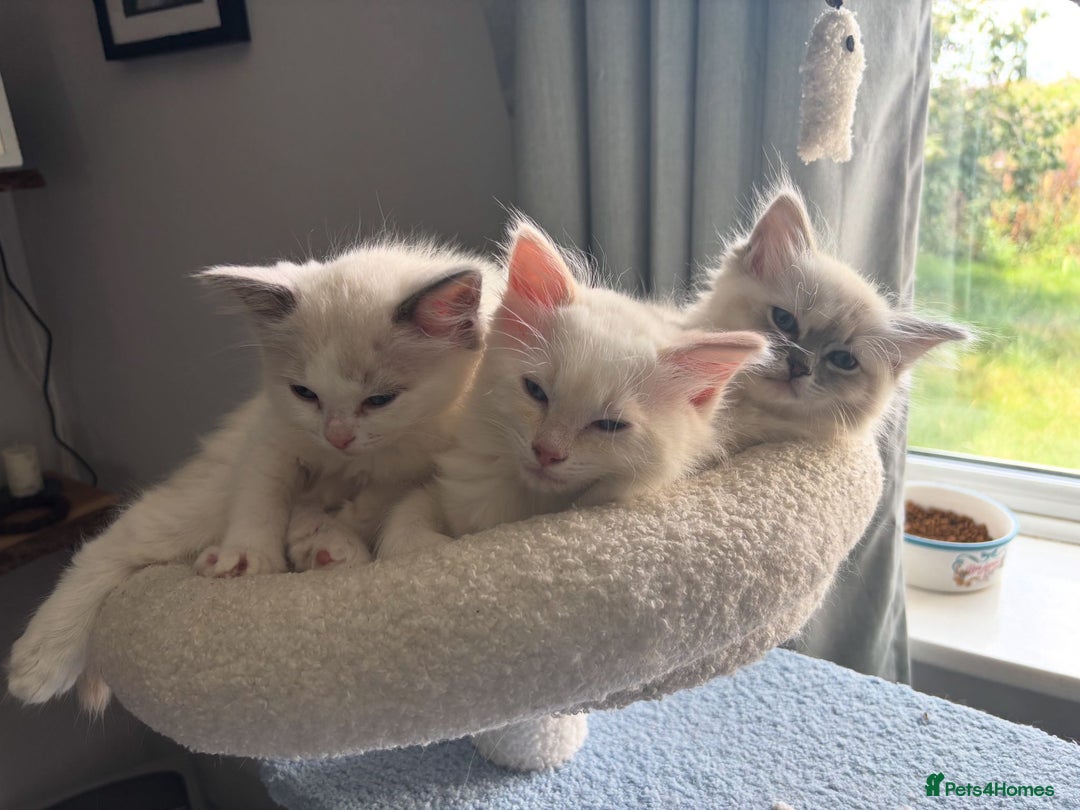 Ragdoll cats for sale: 3 beautiful GCCF Ragdoll Kittens  - Image 1