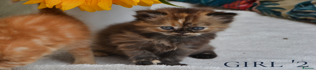 Persian Kitten 3