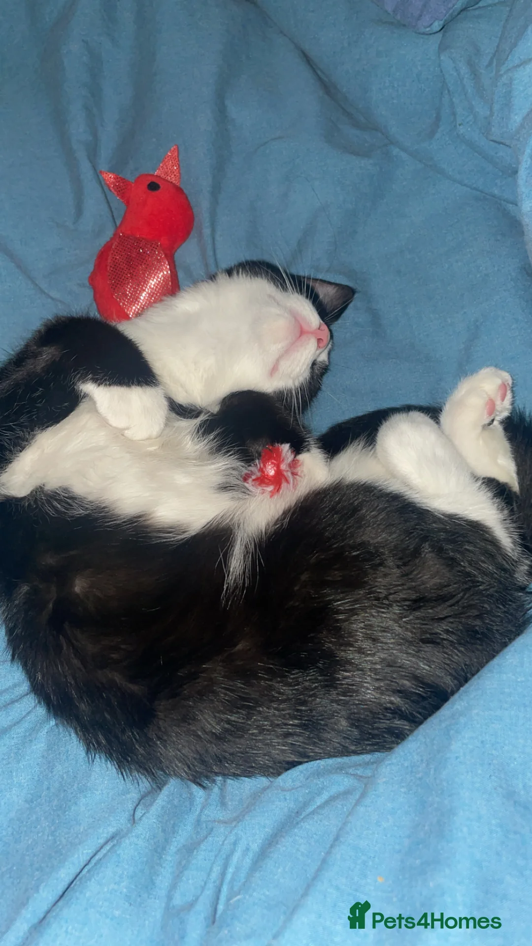 Mixed Breed cats for sale: Kitten  - Advert 3