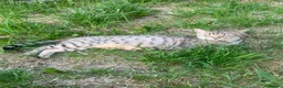Mixed Breed cats for sale: Mixed breed cheeto kittens  - Advert 1