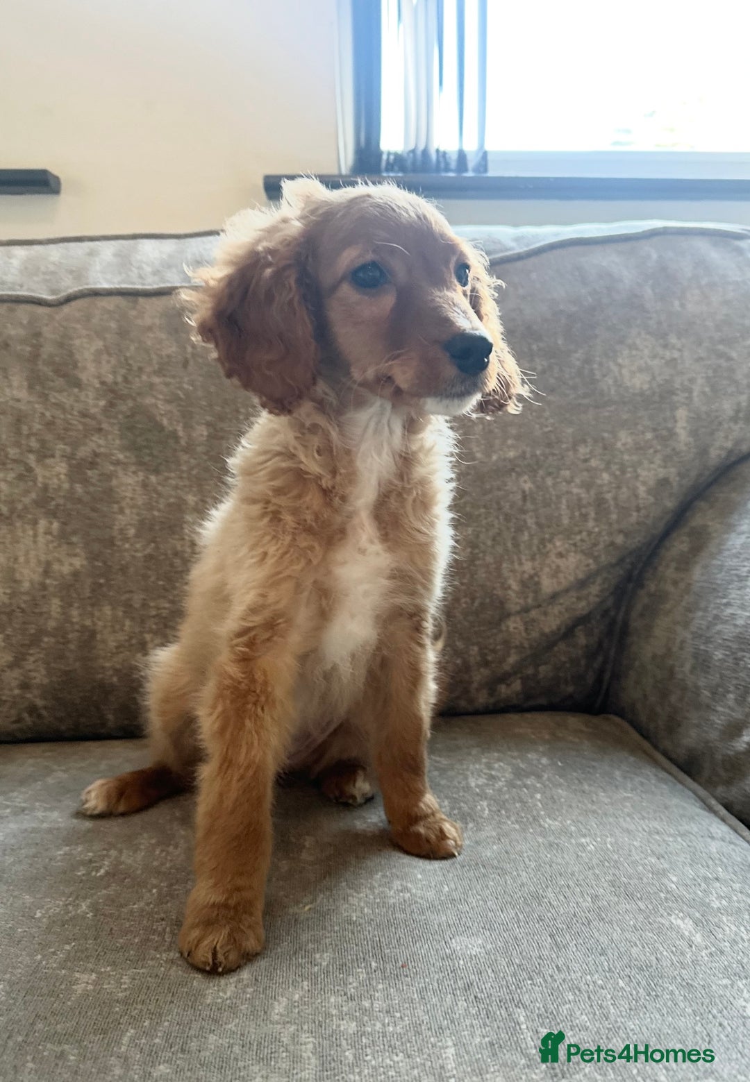 Sprocker dogs for sale: Beautiful spaniel girl   - Advert 3