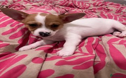 Mixed Breed dogs for sale: 2 Beautiful chihuahua boys needing a loving home  - Advert 5