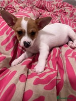 Mixed Breed dogs 2 Beautiful chihuahua boys needing a loving home - Advert 10