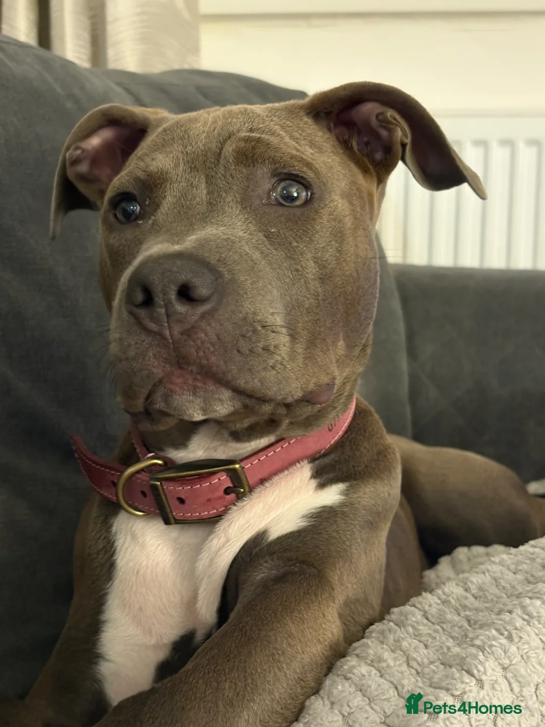 American Bull Staffy dogs for sale: Lady  in Carlisle - Advert 5