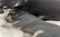 Chihuahua dogs for sale: Purebred chihuahua puppies - Image 6
