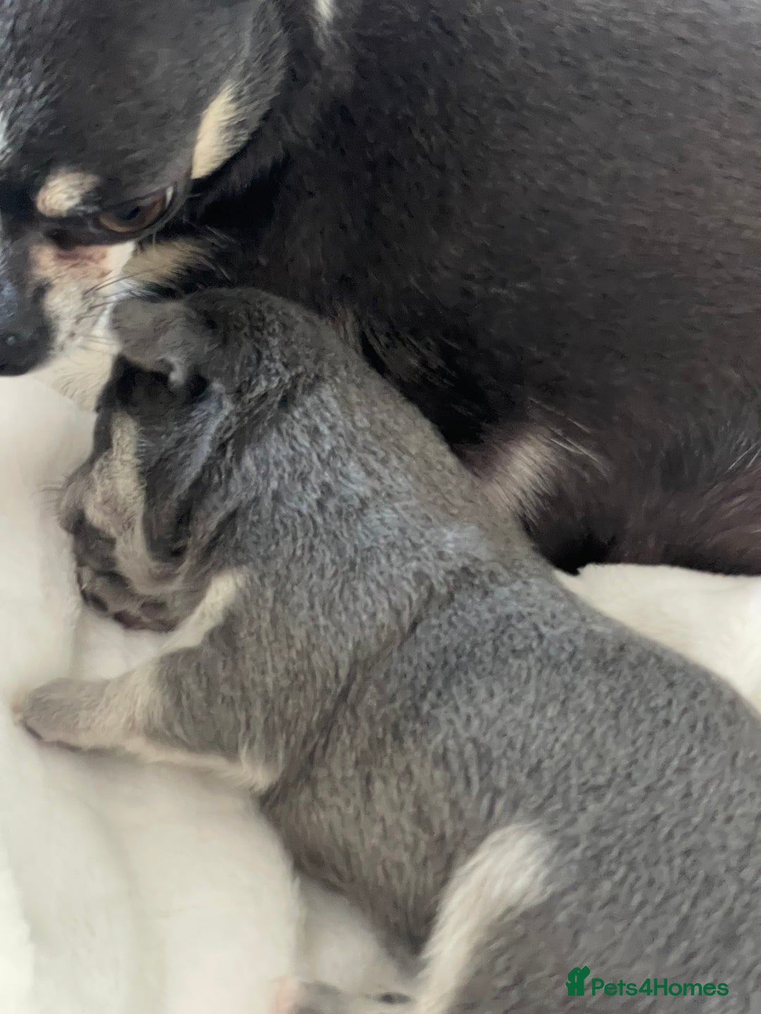 Chihuahua dogs for sale: Purebred chihuahua puppies - Image 6