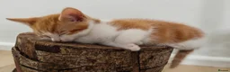 Domestic Shorthair cats for sale:  Gorgeous Ginger & White Male Kitten  - Advert 3