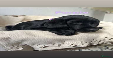 Labrador Retriever dogs - Advert 6