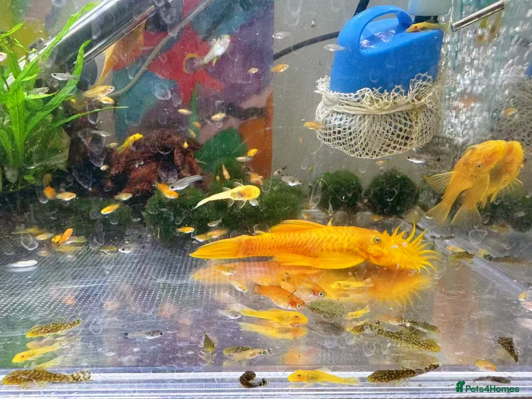 Plecos fish for sale: Bristlenose Pleco Golden&Snowflake – Various Sizes - Advert 11