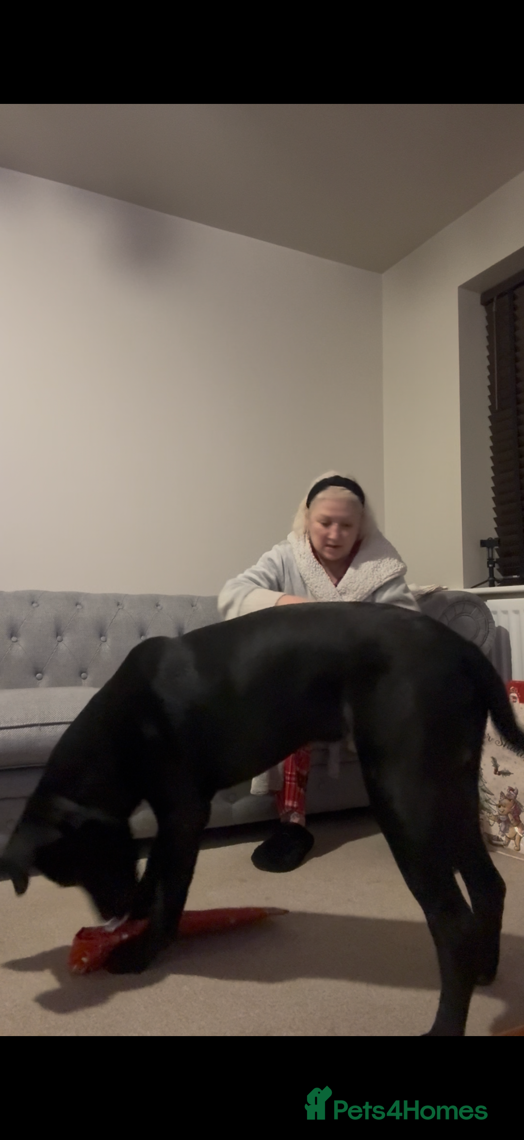 Mixed Breed dogs for sale: 8 month old male cane corso for new loving home - Advert 6