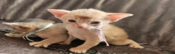 Abyssinian cats for sale: Beautiful Abyssinian Kittens  - Advert 16