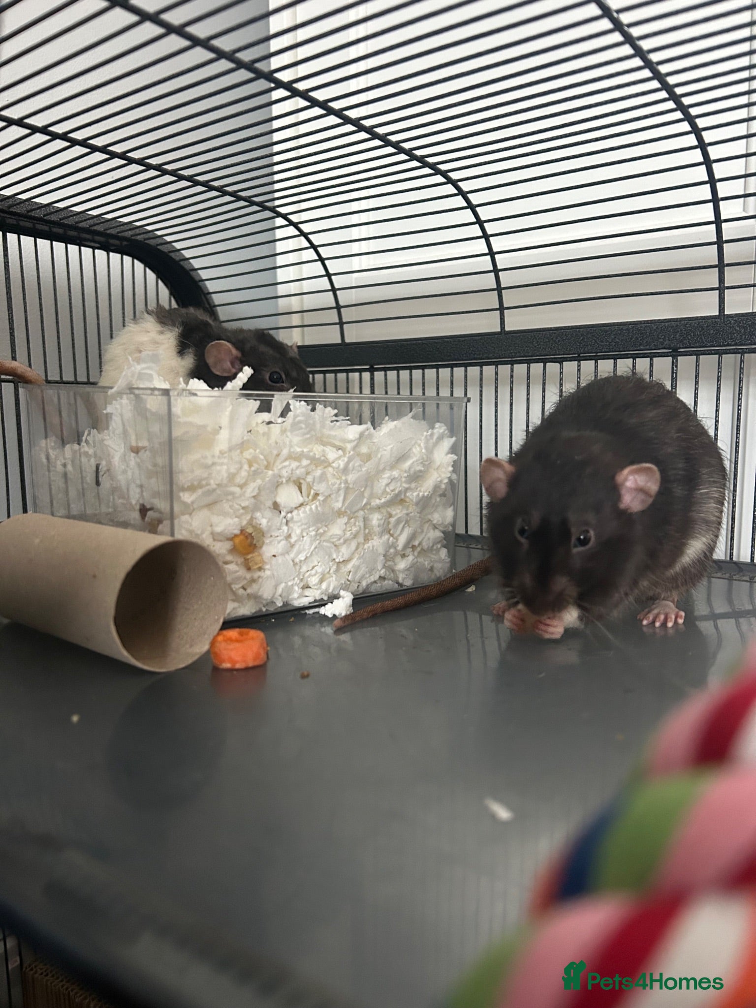 Rat rodents Two male bonded rats rehoming one year old - Advert 2