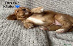 Cocker Spaniel dogs for sale: Our last pup ready to go!  - Image 6