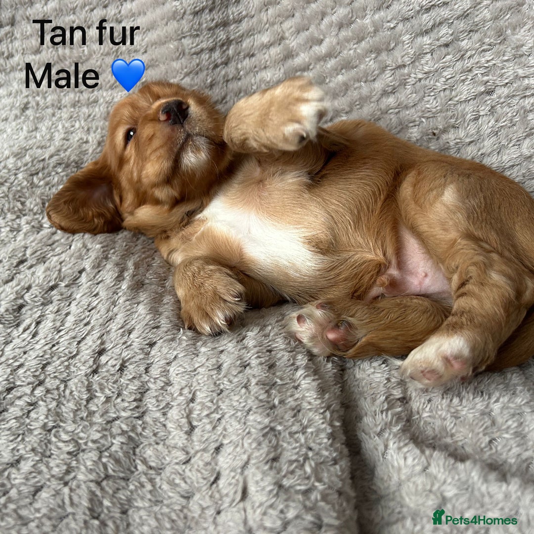 Cocker Spaniel dogs for sale: Our last pup ready to go!  - Image 6