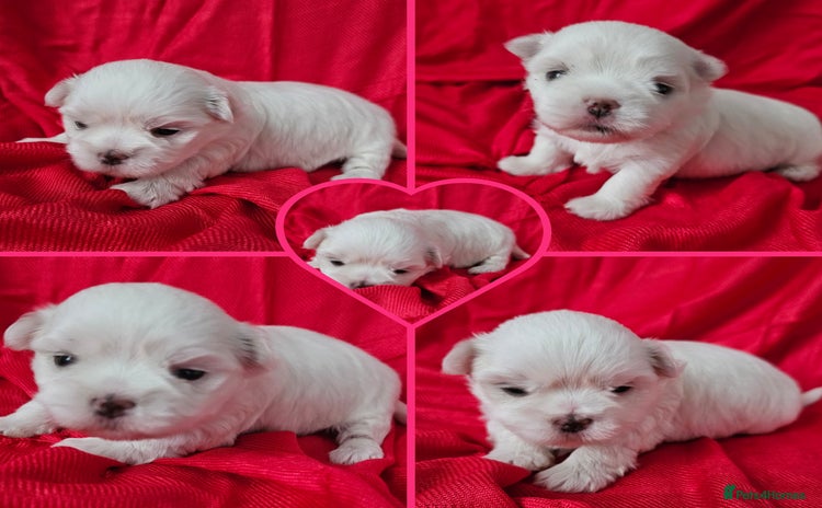 Maltese dogs - Advert 10