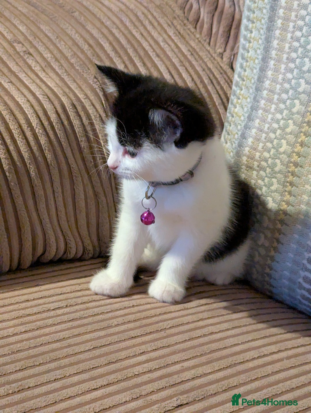 Domestic Shorthair cats for sale: Domestic Shorthair Female Kitten Available Now - Image 3