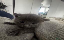 Russian Blue cats for sale: ✨RUSSIAN BLUE KITTEN FOR SALE  - Image 2